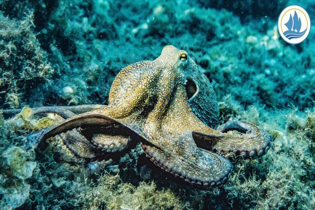 Cephalopods : Camouflage Geniuses